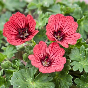 Picture Credit - Walter Blom Plants BV