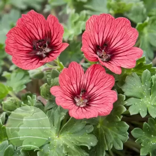 Picture Credit - Walter Blom Plants BV