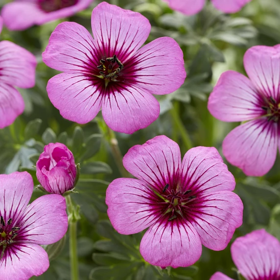 Picture Credit - Walter Blom Plants BV