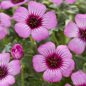 Picture Credit - Walter Blom Plants BV