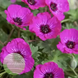 Geranium cinereum 'Jolly Jewel Silver' 10.5cm