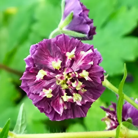 Geranium phaeum 'Joseph Green'