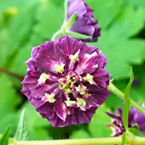 Geranium 'Joseph Green'