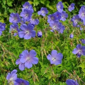 Geranium clarkei 'Kashmir Blue'