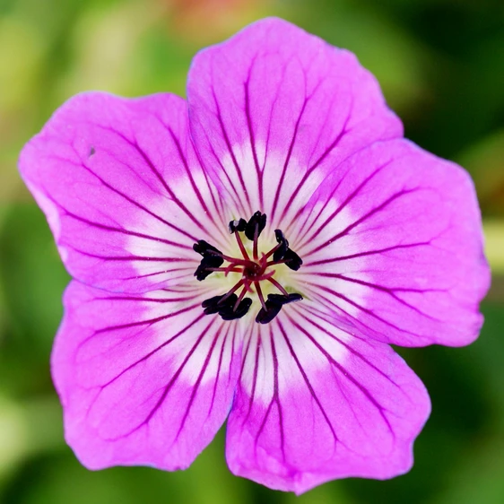 Picture - Plantipp BV