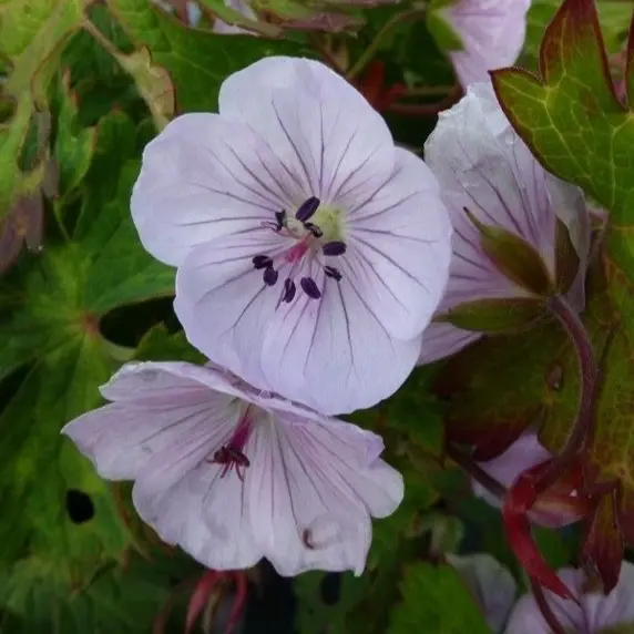 Geranium wallichianum 'Lilac Ice'