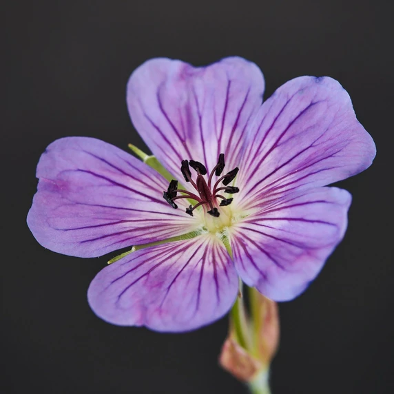 Geranium wallichianum 'Magical All Summer Joy' - image 1