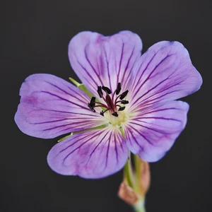 Geranium wallichianum 'Magical All Summer Joy' - image 1