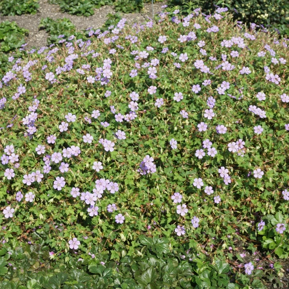 Geranium wallichianum 'Magical All Summer Joy' - image 2