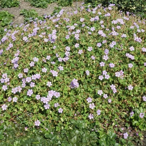 Geranium wallichianum 'Magical All Summer Joy' - image 2