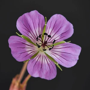 Geranium wallichianum 'Magical Delight