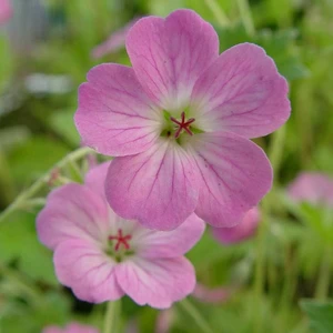 Geranium x riversleaianum 'Mavis Simpson' 1L