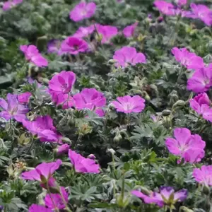 Picture - Plantor
