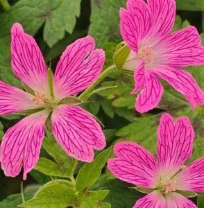 Geranium x oxonianum 'Miss Heidi'
