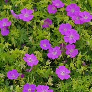 Picture Credit - Walters Gardens Inc.