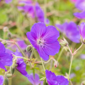 Geranium pratense 'Orion'