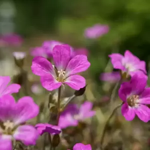 Geranium 'Orkney Cherry'℗  - Photo Credit Plantipp BV®