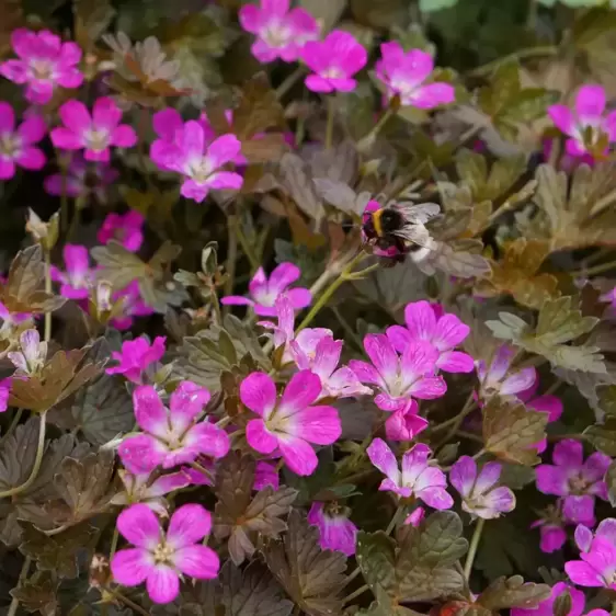 Geranium 'Orkney Cherry'℗  - Photo Credit Plantipp BV®