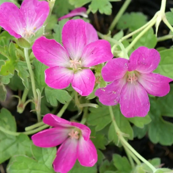 Geranium 'Orkney Pink' 1L