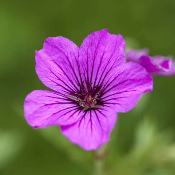 Geranium 'Patricia'