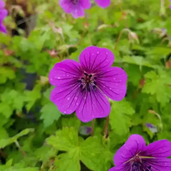 Geranium 'Pink Penny' 3L