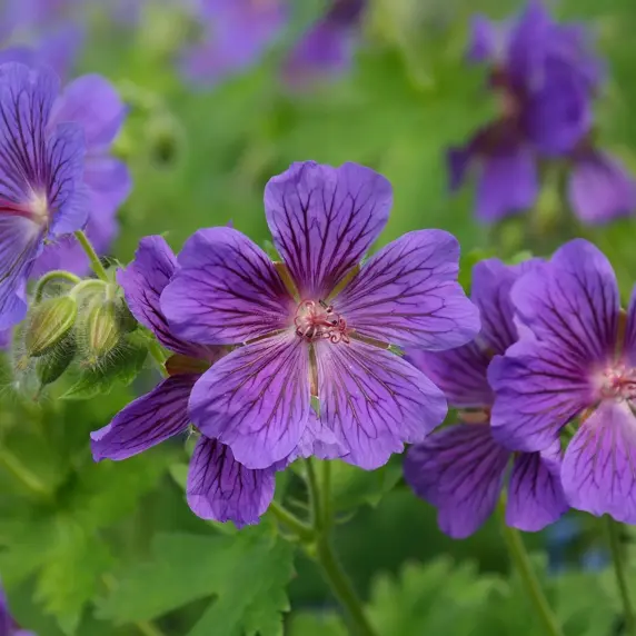 Geranium x magnificum 'Rosemoor'