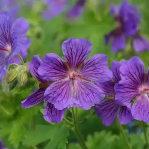 Geranium x magnificum 'Rosemoor'