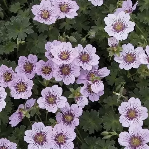 Geranium Rothbury Gem Geranium cinereum 'Rothbury Gem' 2L - Cowell's Garden Centre | Woolsington
