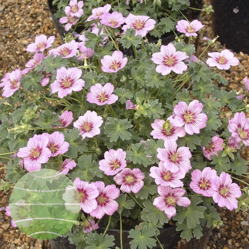 Geranium Rothbury Gem Geranium cinereum 'Rothbury Gem' 1L - Cowell's Garden Centre | Woolsington