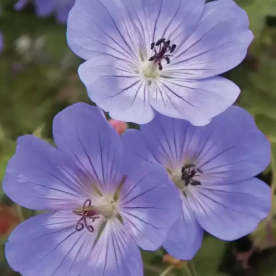 Geranium 'Rozanne' 2L - image 2