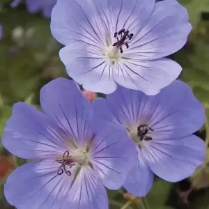 Geranium 'Rozanne' 1L - image 2