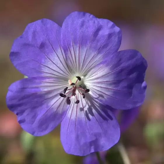 Geranium 'Rozanne' 2L - image 1