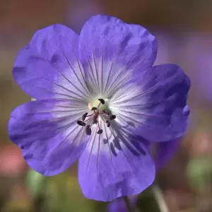 Geranium 'Rozanne' 1L - image 1