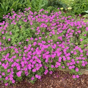 Geranium x riversleaianum 'Russell Prichard'