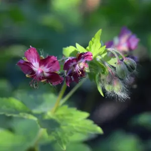 Geranium phaeum var. phaeum 'Samobor' 1L - image 1