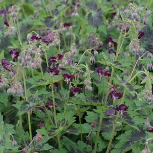 ©Farplants Sales Ltd