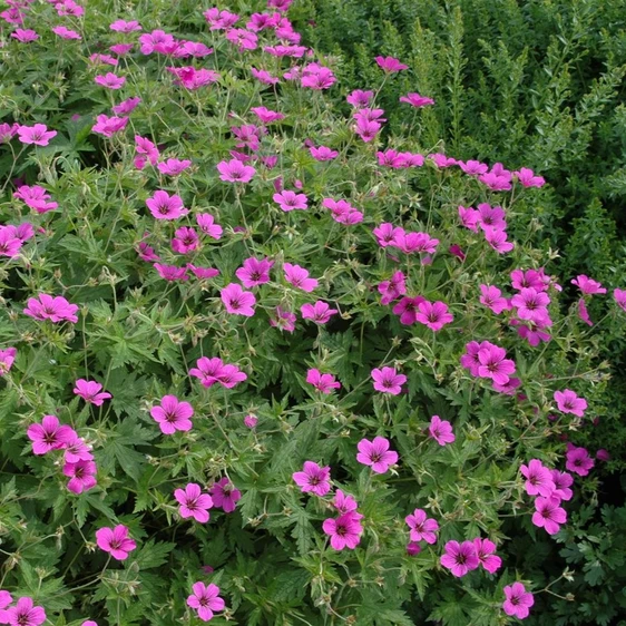 Geranium sangiuneum 2L - image 2