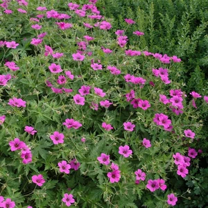 Geranium sangiuneum 2L - image 2