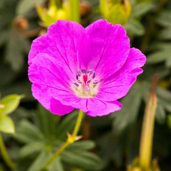 Geranium sangiuneum 2L - image 1