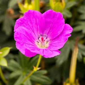 Geranium sangiuneum 2L - image 2