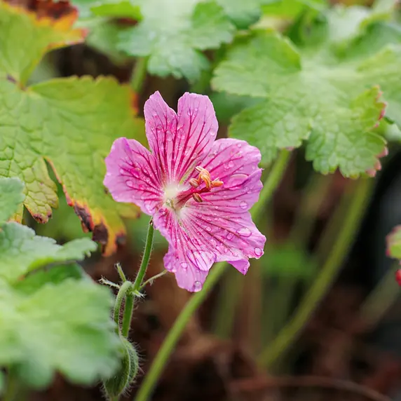 Picture Credit - Pickmere Nurseries