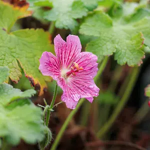 Picture Credit - Pickmere Nurseries