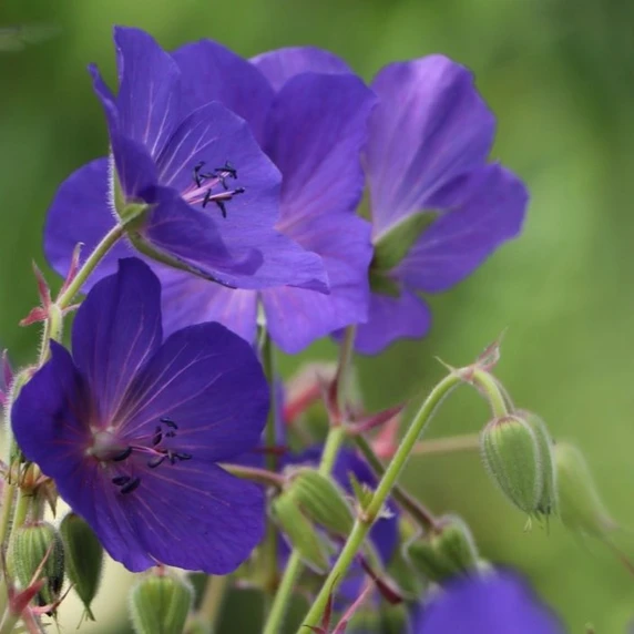 Geranium pratense 'Spinners' 1L