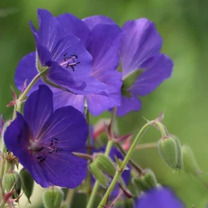 Geranium 'Spinners'
