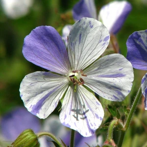 Geranium pratense 'Splish Splash' 2L