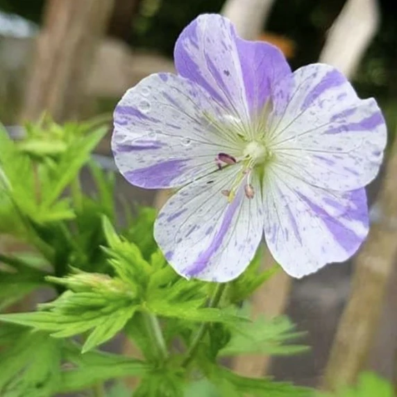 Image Credit: Darwin Perennials