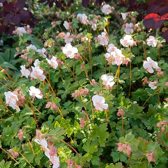 Geranium x cantabrigiense 'St Ola' - image 1