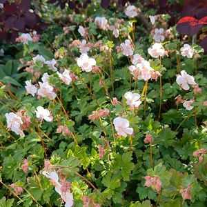 Geranium x cantabrigiense 'St Ola' - image 1