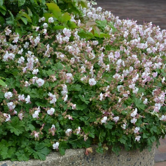 Geranium x cantabrigiense 'St Ola' - image 2