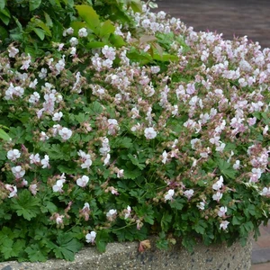 Geranium x cantabrigiense 'St Ola' - image 2